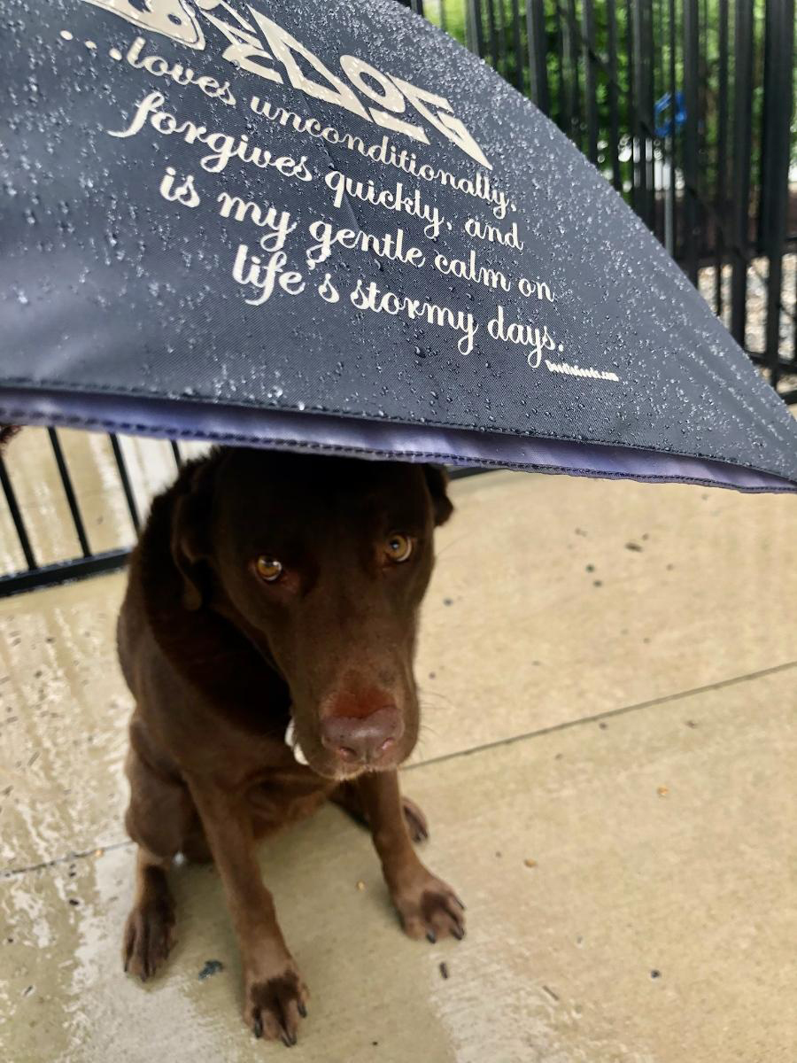 DoodleGoods's tweet photo. "MY DOG...loves unconditionally, forgives quickly, and is my gentle calm on life’s stormy days."
Umbrella Available: https://t.co/WLoKLW7GYI

#DoodleGoods #Doodlemom #goldendoodle #doodlegifts #doodlelove #labradoodle #dogs https://t.co/3TKa1QPZsN