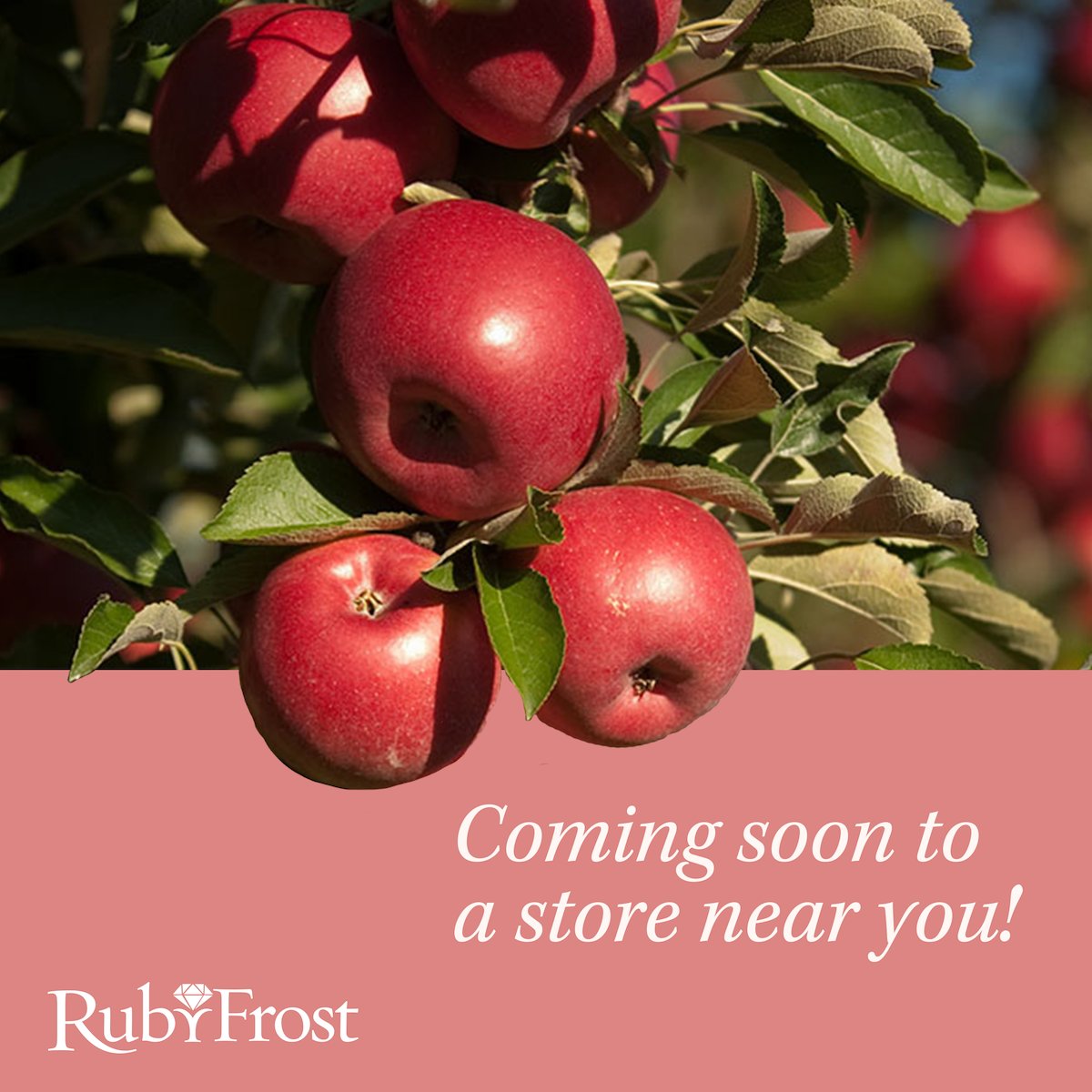 RubyFrostApple's tweet image. Your favorite apple will soon be available once again. RubyFrost apples are just days (yes, we said DAYS!) away from being harvested. Soon they’ll be back in stores and back into your hands, pies and salads in no time. 😍🤤

#RubyFrostApples #AppleSeason #Harvest
