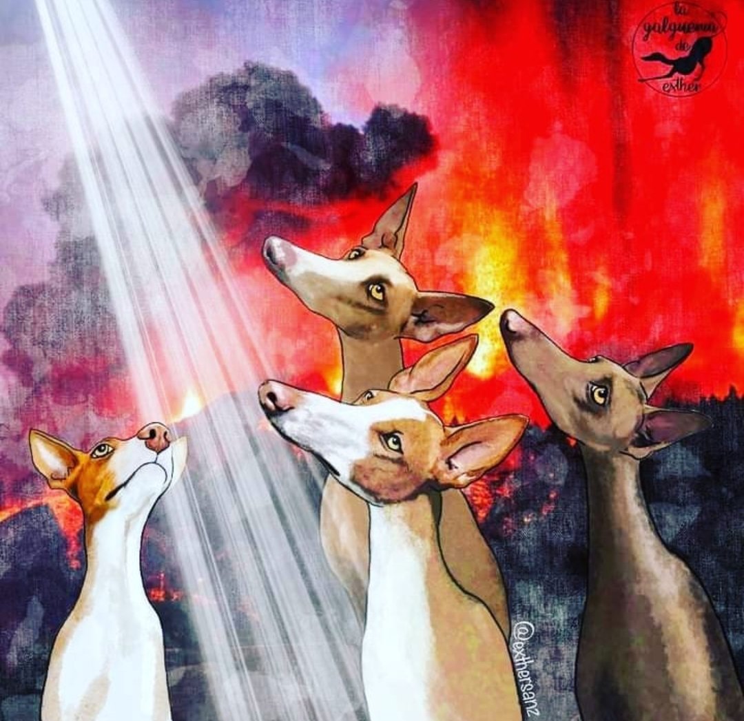 verdejomar's tweet photo. Qué emoción escucharte. "Os doy mi palabra" dices, cuando la palabra en estos tiempos vuela como la hojarasca. Gracias por intentar el rescate de los perros de La Palma https://t.co/GsJ1KztPOt