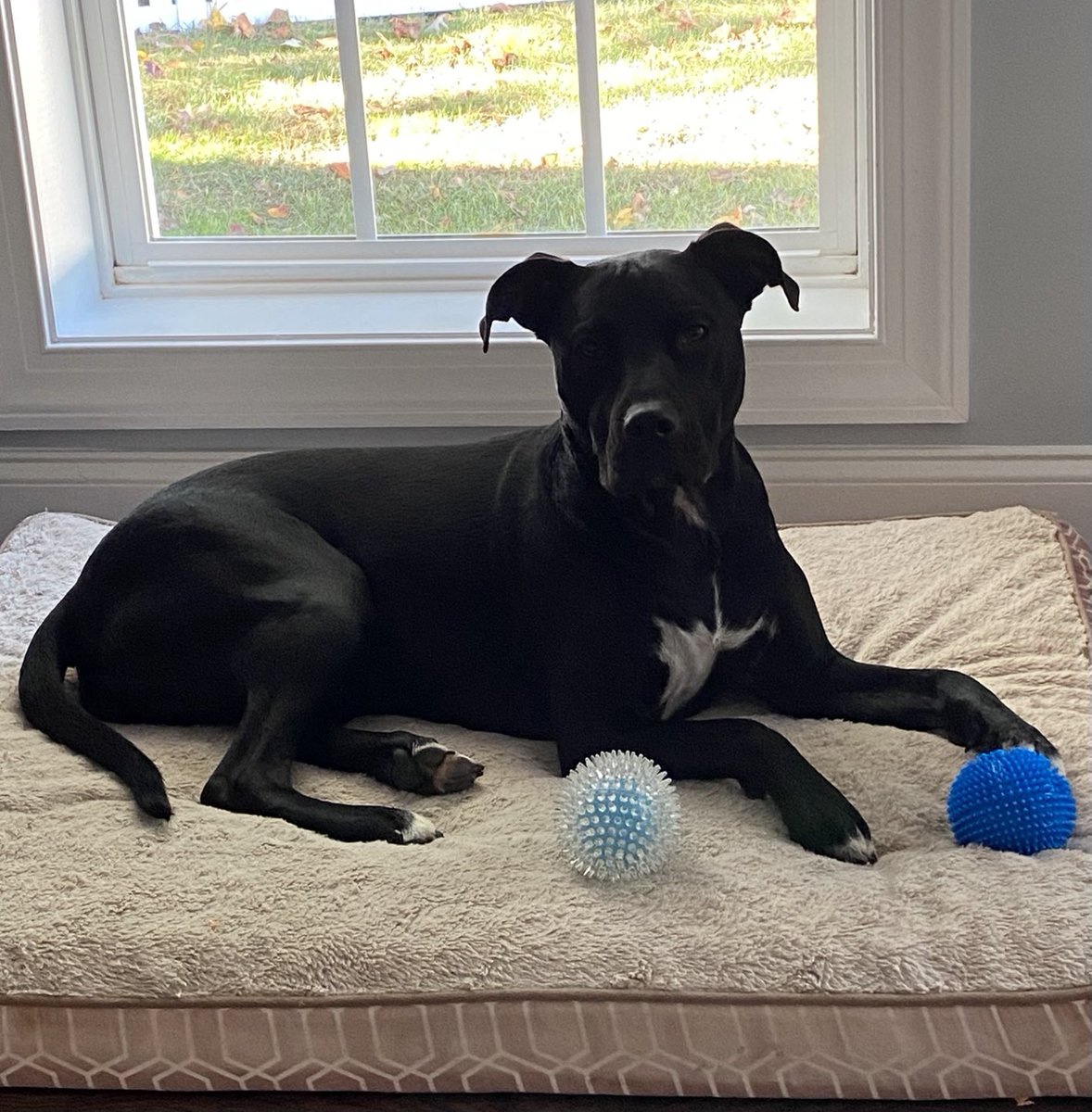 IgnacioTammy's tweet photo. Oh how we love this funny, smart girl! Thank you @AlexAnimals #LunaBlue #Adoptdontshop https://t.co/4hUANosK5R