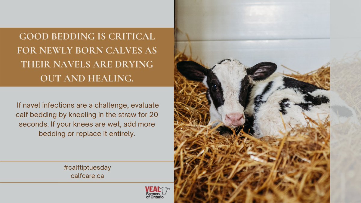 Calf Care Corner tweet media