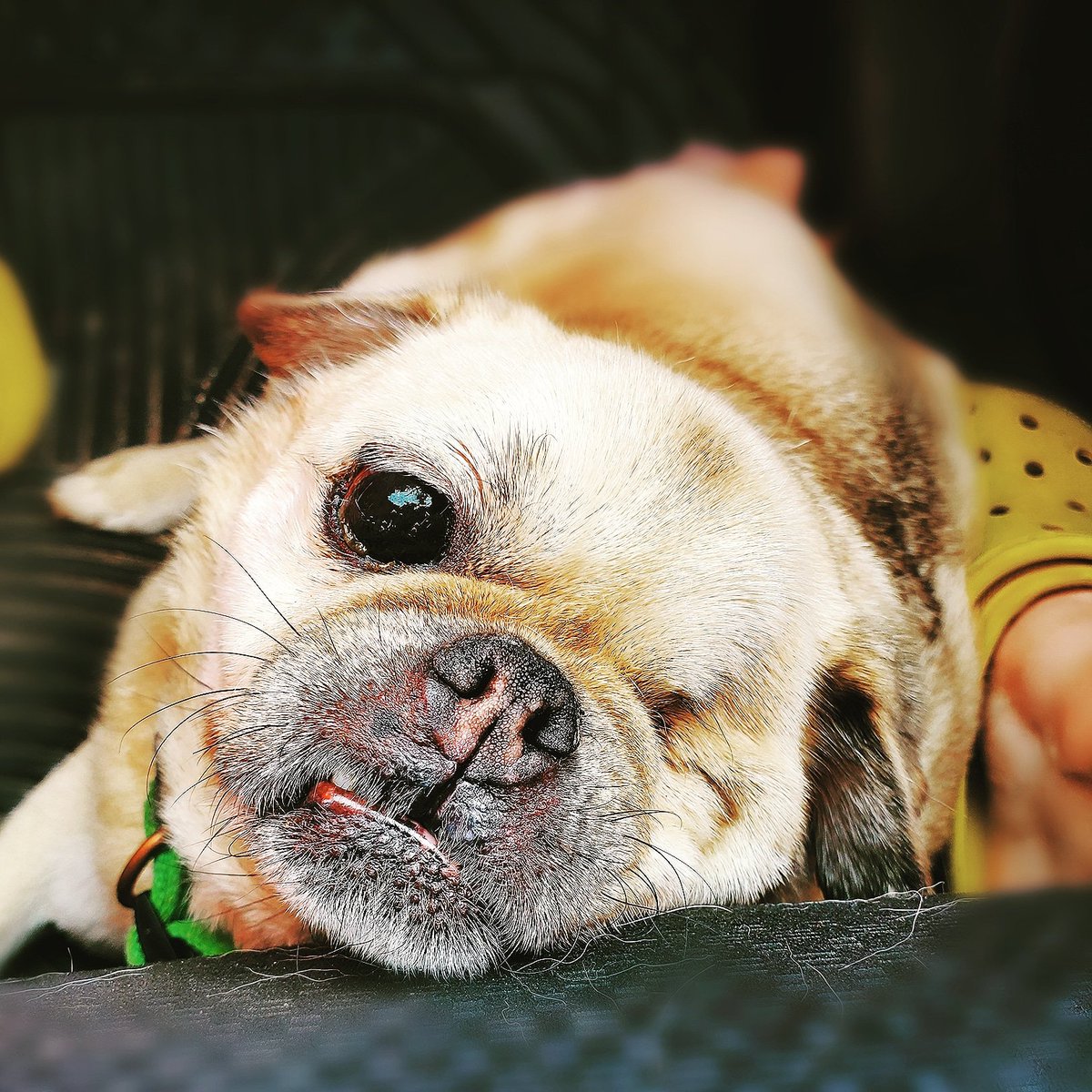 Jokerscuckoo's tweet photo. Yesterday we said goodbye to the coolest, most lovable, happiest  &amp; awesomiest dog ever! Our favorite one-eyed, sassy pug, Mac, has crossed over.

#OneEyedMac ❤😭🐾 https://t.co/klFqXmImOS