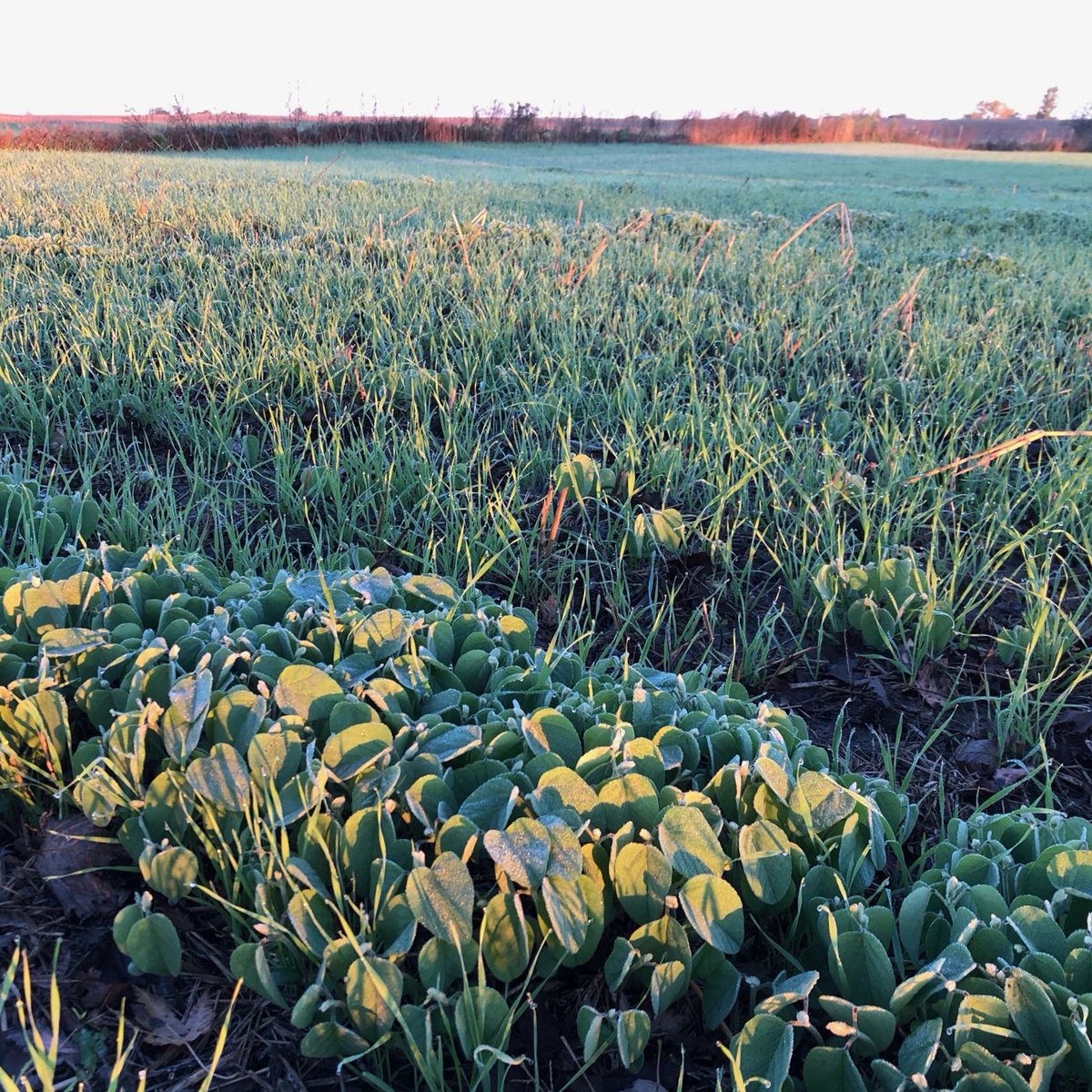And that is a frost! A light, but wide spread frost landed this morning in the Granton area. We will see if it was cold enough to clean up the volunteer soybeans. #wheat