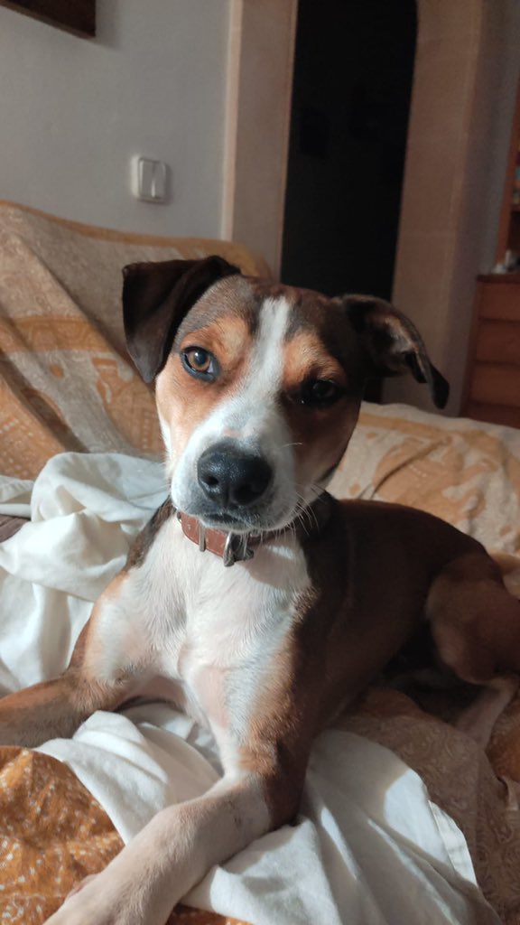 CreusMagdalena's tweet photo. ⚠️⚠️⚠️Me hacéis una favorazo si lo compartís ⚠️⚠️⚠️ Nuestro 🐶🐾 lleva desaparecido desde el Domingo! Se llama Wisky, lleva chip, es muy bueno y tiene una familia que lo ama con locura! EnBunyola, en una finca ubicada en la carretera del festival!!! https://t.co/MfwAQ3uYpK