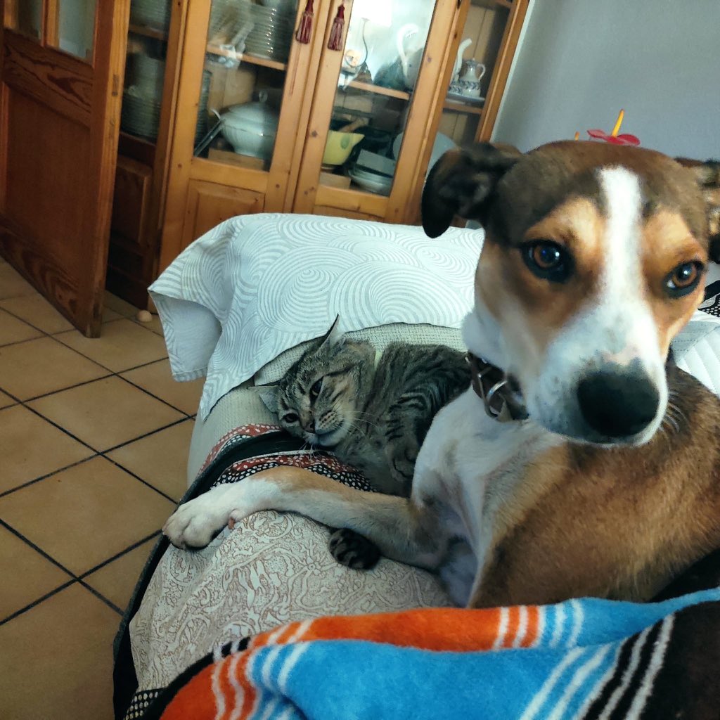 CreusMagdalena's tweet photo. ⚠️⚠️⚠️Me hacéis una favorazo si lo compartís ⚠️⚠️⚠️ Nuestro 🐶🐾 lleva desaparecido desde el Domingo! Se llama Wisky, lleva chip, es muy bueno y tiene una familia que lo ama con locura! EnBunyola, en una finca ubicada en la carretera del festival!!! https://t.co/MfwAQ3uYpK