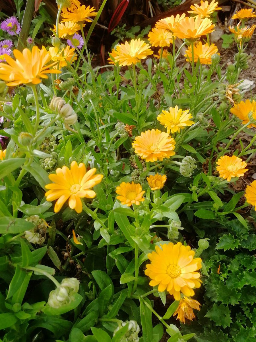 TheCropClub's tweet photo. The Crop Club has been very quiet over the last few months but worry not, we haven’t given up! 
Between COVID and other bumps in the road, we had to take some time off to re-focus and re-energise but we're ready to get back to getting you growing!
#Permaculture #SocEnt #Gardening https://t.co/mcjHTNbKHy