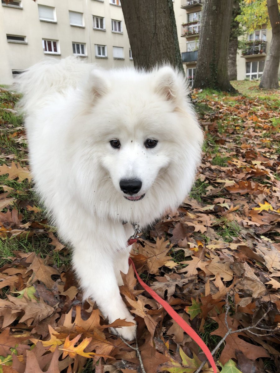 Angie_Rex_'s tweet photo. #Legendex téléchargé, c'est mon Marley qui va être content d'avoir de nouveaux trajets de randonné
@didichandouidou https://t.co/YOHI9HjSkV