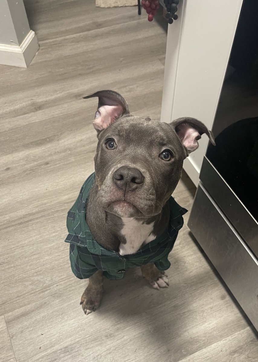 King got a new shirt 🥺.