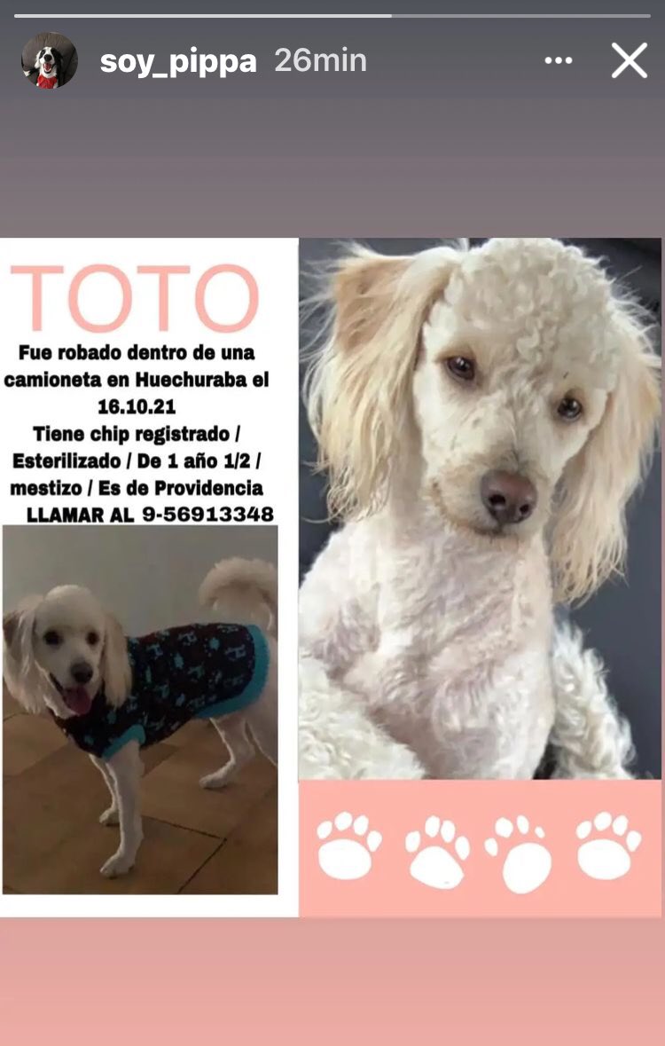 Aun no aparece TOTO!! Porfa si pueden Rt ayudaaaaaaa tiene chip registrado está castrado!!! <a href="/kattykowaleczko/">Katty Kowaleczko</a> <a href="/TonkaTP/">Tonka Tomicic</a> <a href="/jananeme/">Jose Antonio Nemen</a> <a href="/Alejandra_7398/">amo las papas fritas 🍟</a> <a href="/vale_acu91/">Valentina Acuña</a> <a href="/rodrigosepu/">Rodrigo Sepúlveda Lara</a> <a href="/RodHerreraFoto/">Rodrigo Herrera</a>