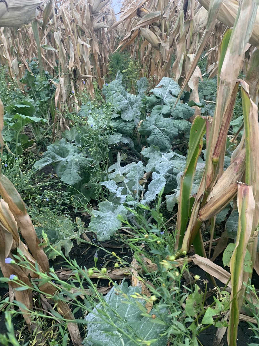 Darrin Schmidt tweet media