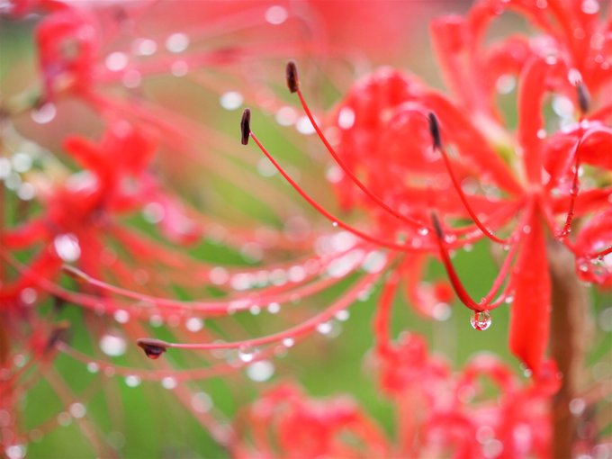 彼岸花のtwitterイラスト検索結果