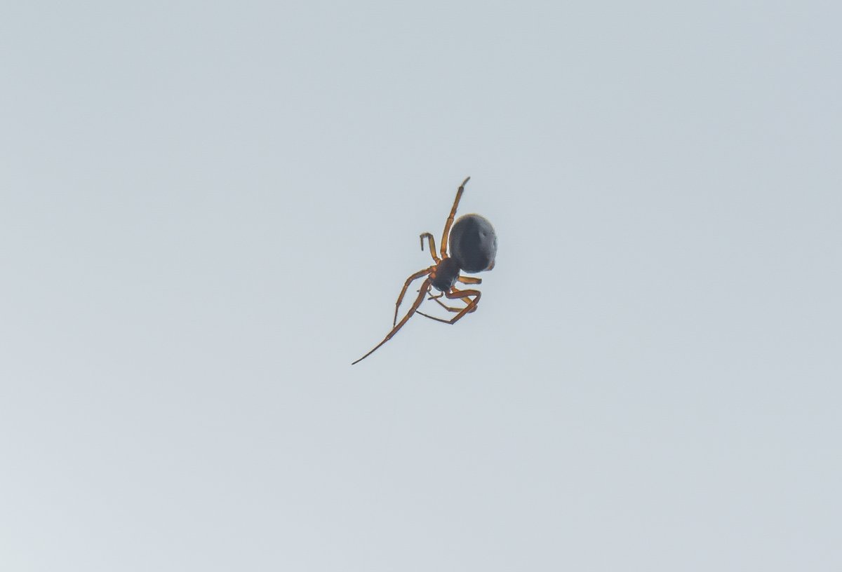 ElizabethArgyll's tweet photo. THAT'S IT, I'M DONE! I'M OUTTA HERE!
Spiderman is overrated.
#arachnid #BugBeGone #spider https://t.co/uYiLLxn5gc