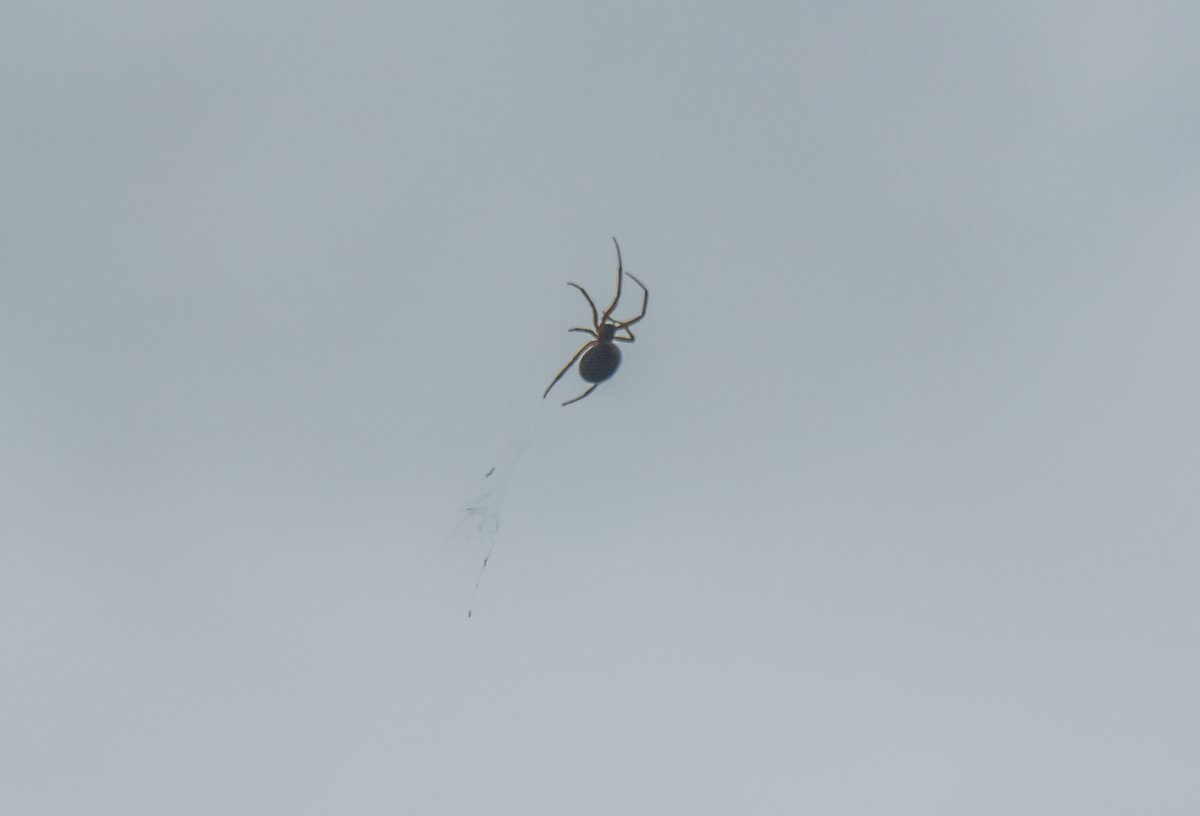 ElizabethArgyll's tweet photo. THAT'S IT, I'M DONE! I'M OUTTA HERE!
Spiderman is overrated.
#arachnid #BugBeGone #spider https://t.co/uYiLLxn5gc