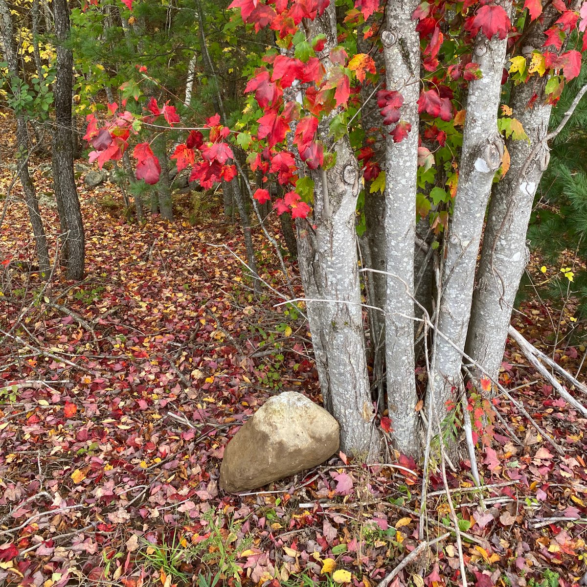 Lanterna tweet media