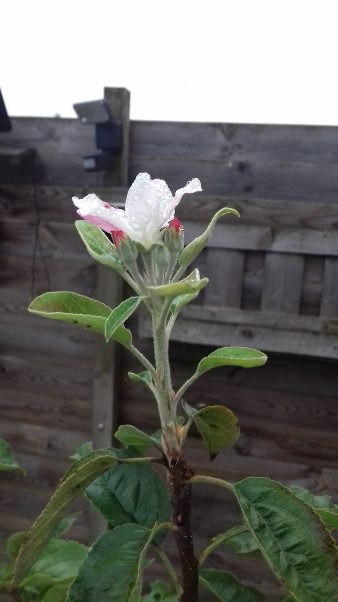 bibi21_92's tweet photo. naud zijn #appelboom is beetje van slag deze knop is uit gekomen maar zijn nog meer knoppen in https://t.co/51EkciDT0m