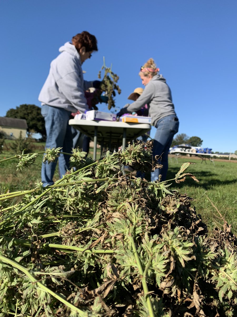 Alyssa Collins tweet media