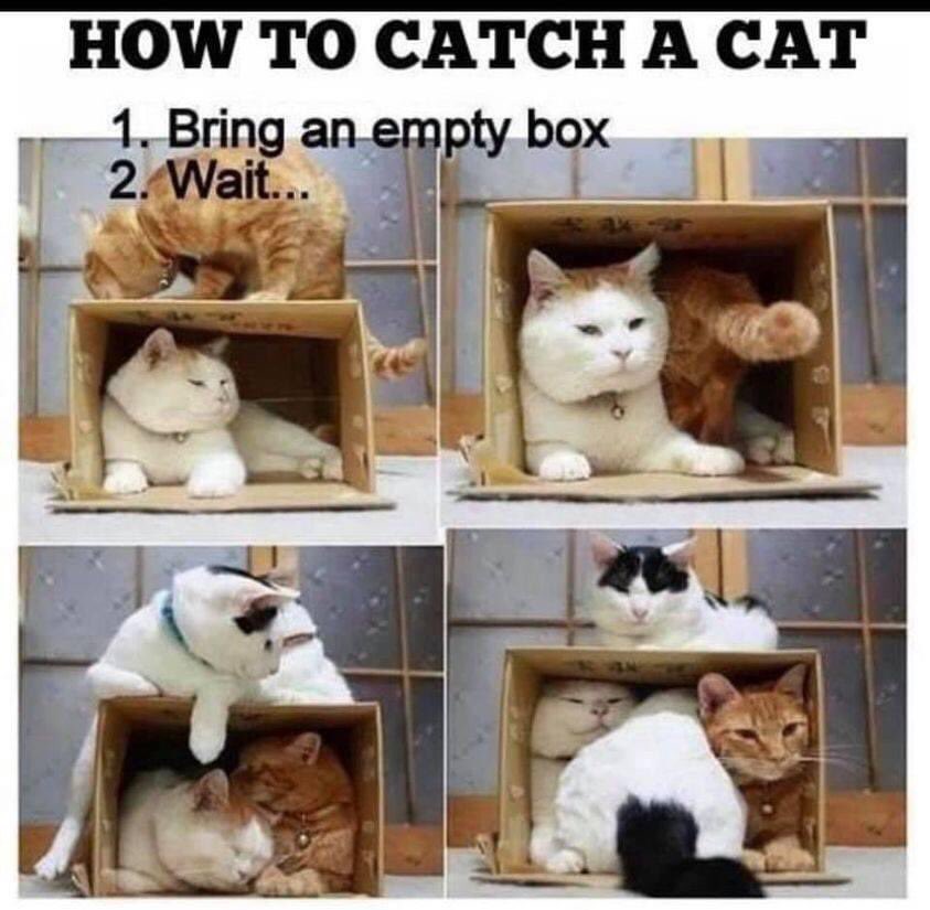 How to catch a cat — bring an empty box, wait

1st picture - one cat sitting inside a box that’s turned on its side and another one on top of it 

Picture 2 - both cats inside the box 

Picture 3 - a third cat is sitting on the box now

Picture 4 - a fourth cat has crammed into the box with the other two, while the one on top looks on