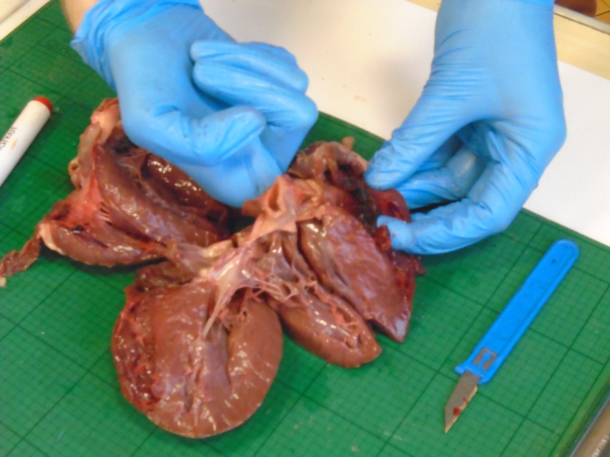 What an exciting start to our new enquiry - How are lives saved? - with a heart dissection and lots of very intelligent questions and observations from Y5+6 children. Well done everyone!