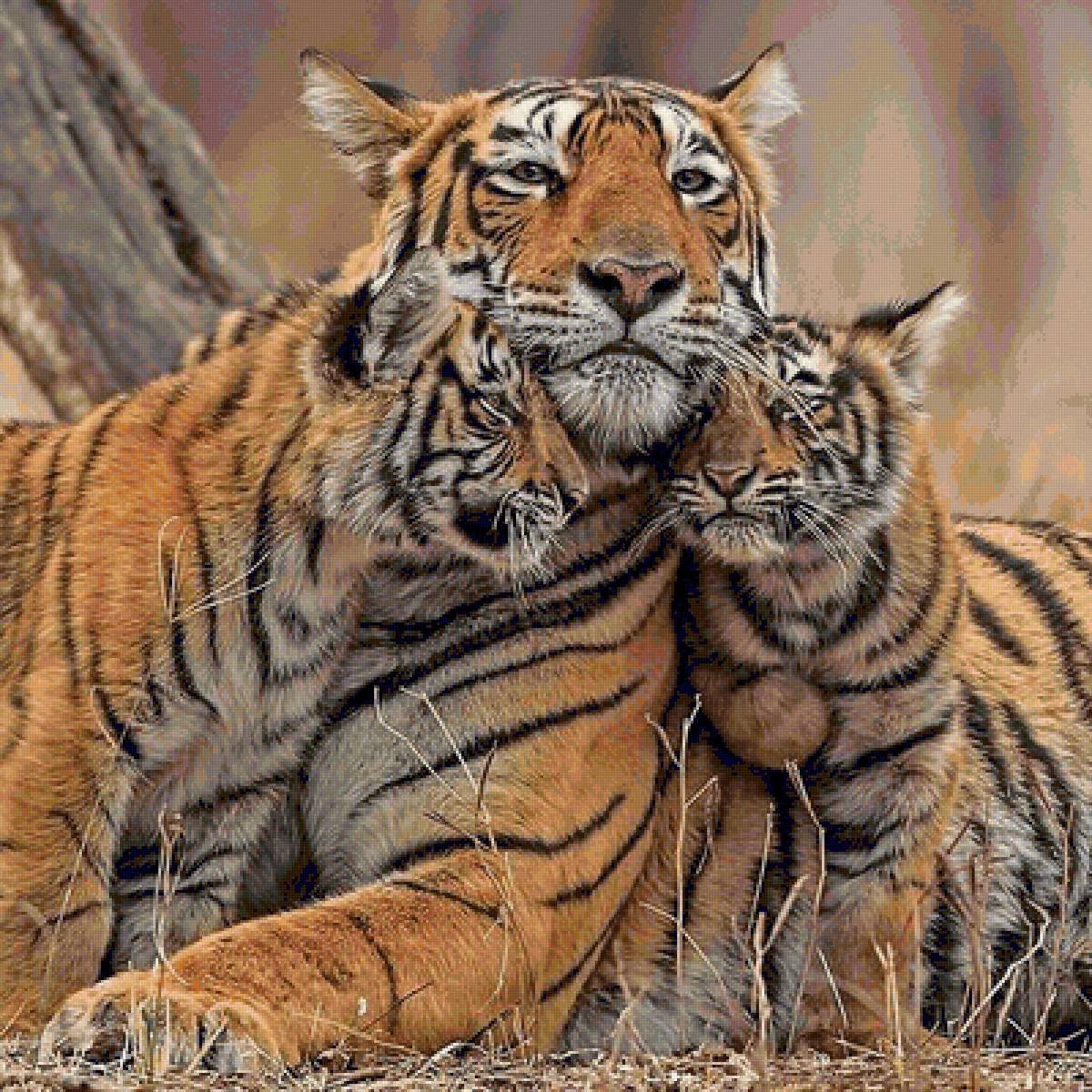 Mother's love.🐯🐈‍⬛🐾