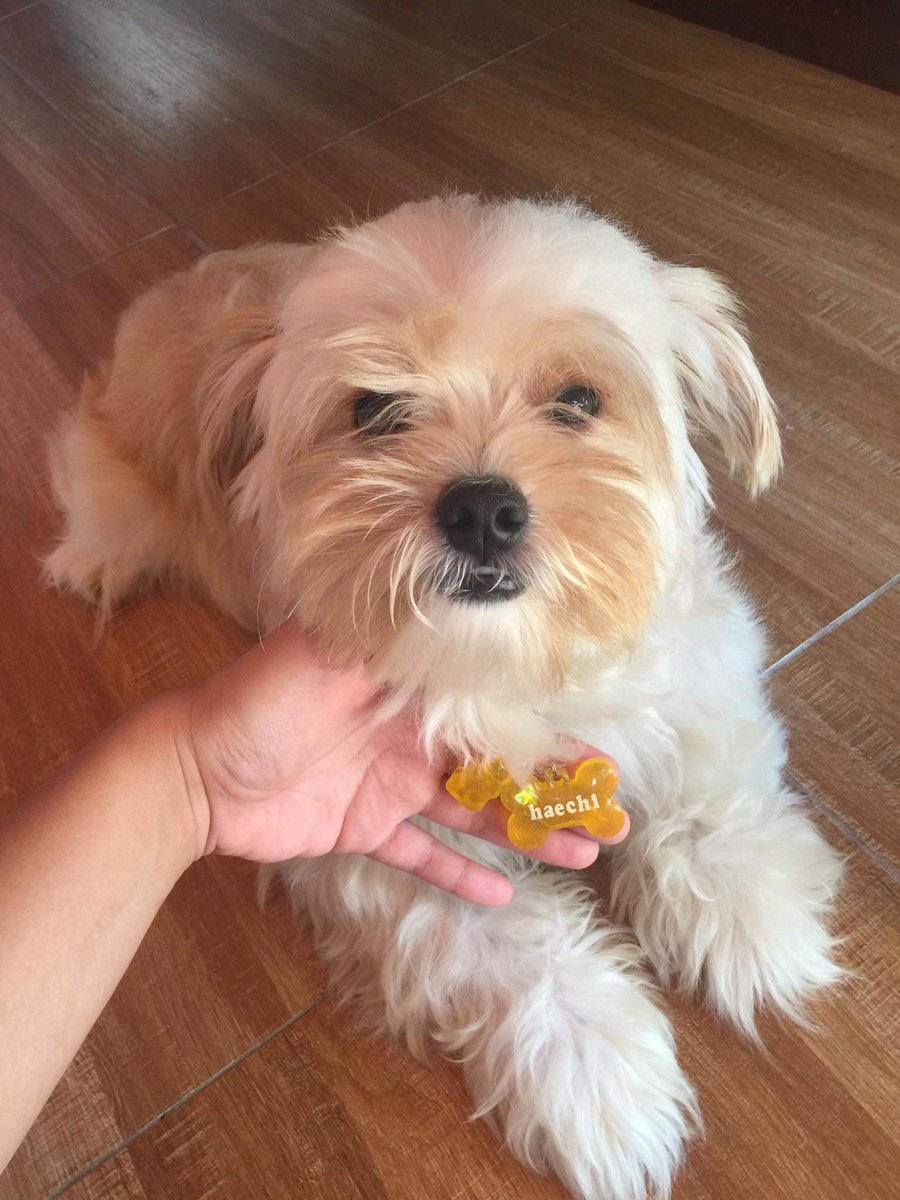 keyomi_u's tweet photo. feedback =͟͟͞͞♡͙۪۫ׄ
cutie Haechi wearing our custom dog tag !! <33 Isn't he the cutest?!$%# 🥺💜💚
thank you for trusting our small business! til ur next purchase!💗
#KeyomiFeedback https://t.co/EdnsJJ3kSg