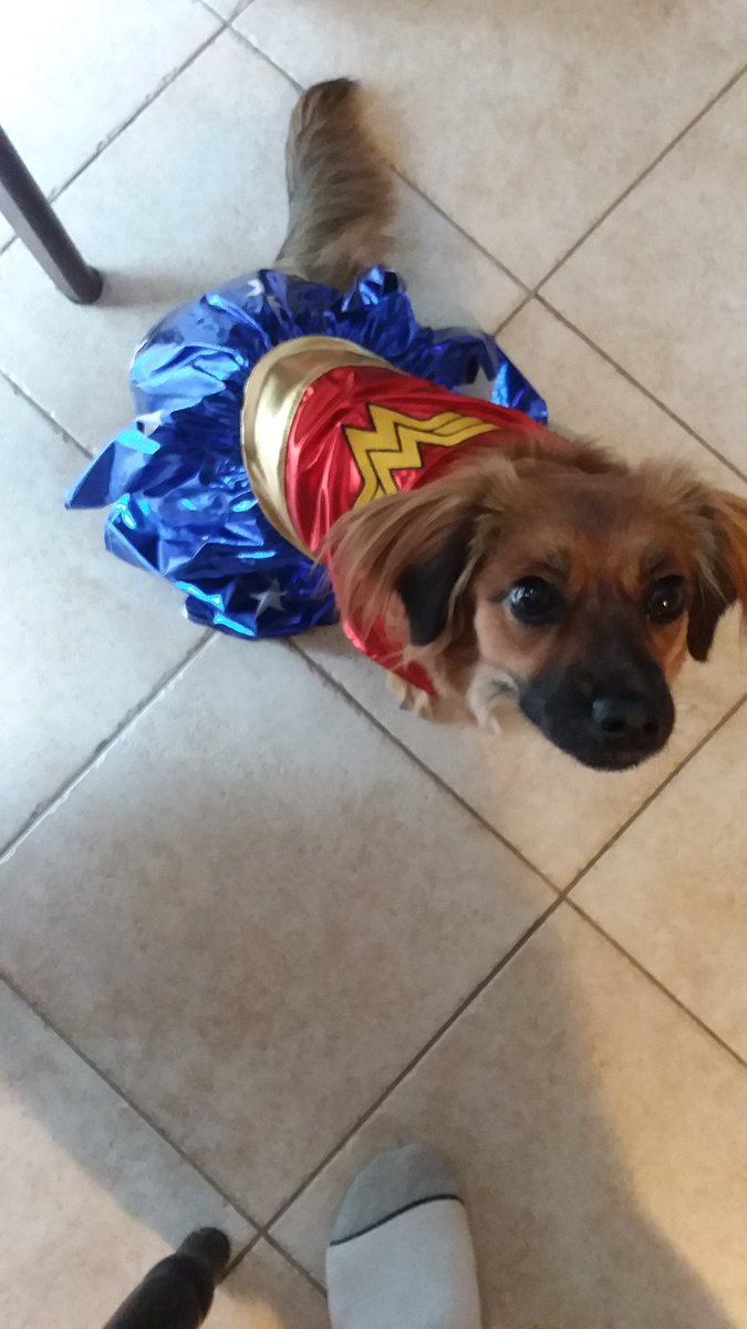 jfk8thman's tweet photo. @FOX9GoodDay 
#trixie
#wonderwoman https://t.co/KRcTJUztrB