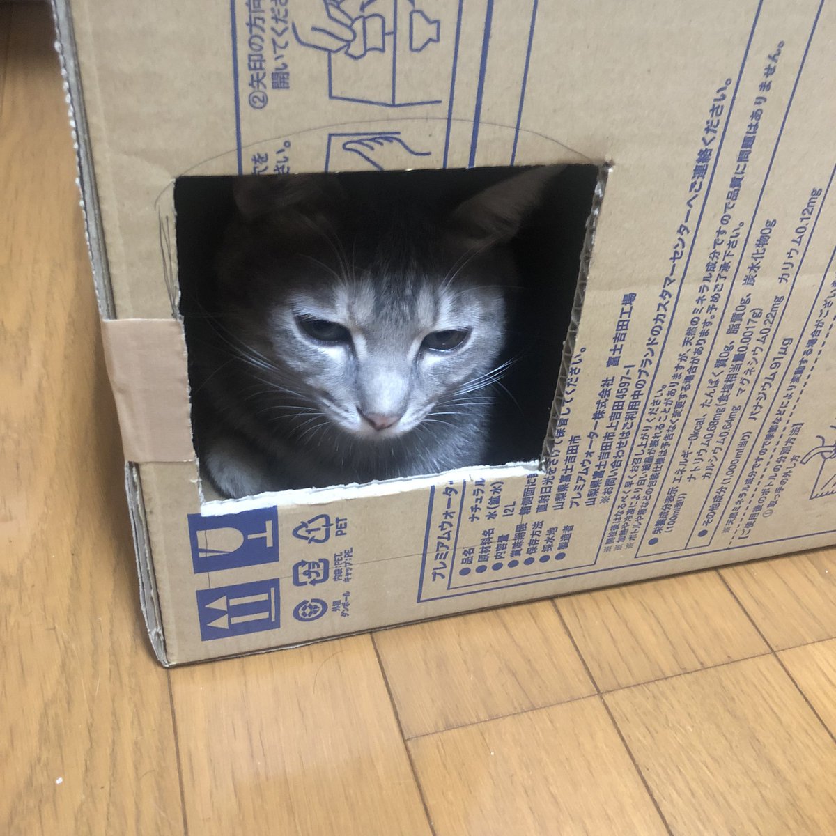 haikijipepe's tweet photo. 穴開けたら入ってる…なんかシュールww

#灰キジのぺぺ 
#猫 #ねこ #ネコ #にゃんこ #保護猫 #ねこ部 #猫写真 #ふわもこ部 #にゃんだふるらいふ #猫好きさんと繋がりたい #保護猫と暮らす #幸せ猫ぐらし https://t.co/M8OxhyAomy
