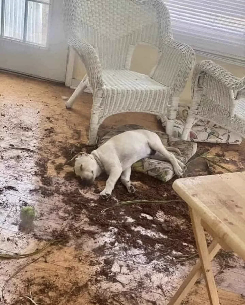 寝たふり！？イタズラの惨状を隠すことが出来なくなった犬の姿が話題に！