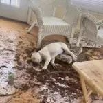 寝たふり!？イタズラの惨状を隠すことが出来なくなった犬の姿が話題に!