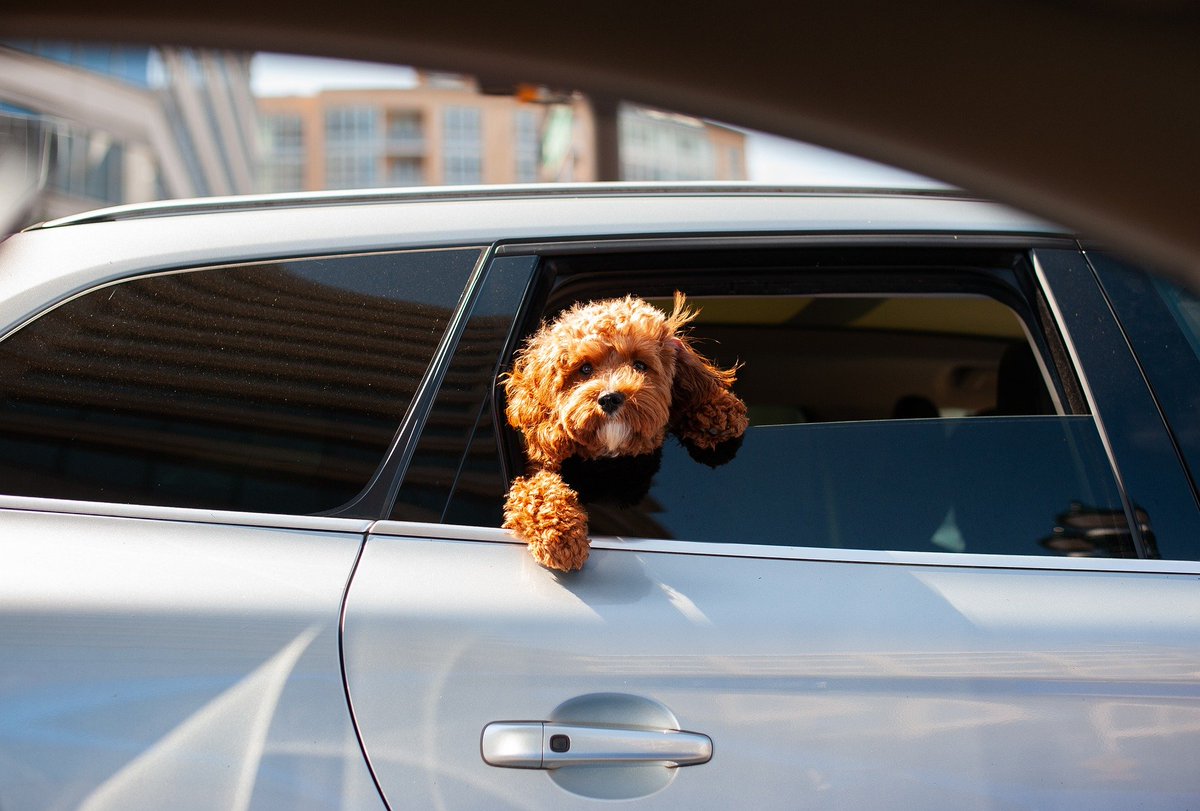 DistrictRealty_'s tweet photo. ๐ปPet-friendly apartments for rent!๐ถ 435 Albert St. is located just across the street from the Tech Wall Dog Park - The perfect place for your pet to run around and meet new friends.
#districtrealty #moveinready #ottawaapartments #condoliving #retireinstyle #petsofottawa https://t.co/3iy5d2o2LN