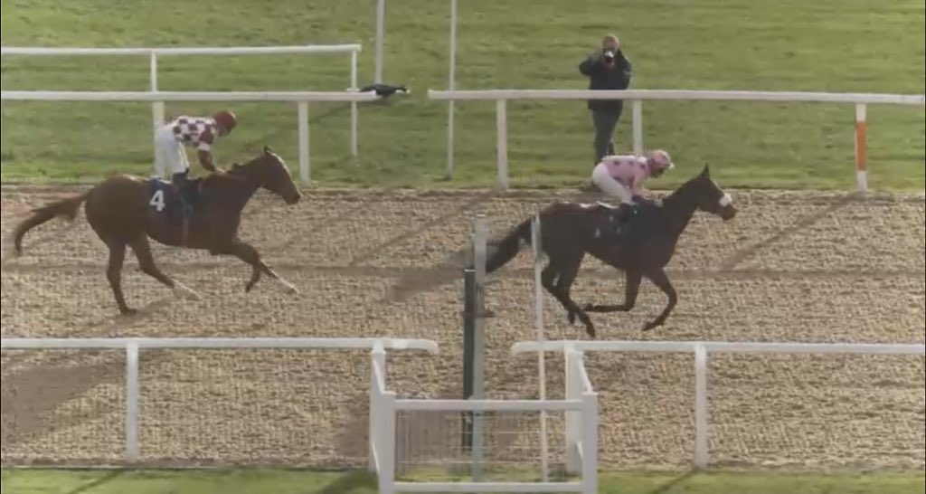 the racing newsletter tweet media