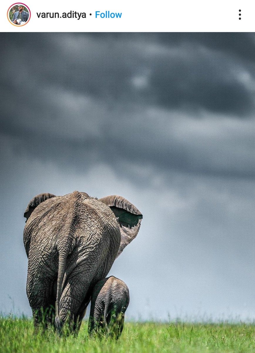 engtechwala's tweet photo. Mother's touch and love

#piccredit #varunaditya #varunadityaphotography #expandedexpeditions #nature #wild #wildlife #wildlifephotography #wildlifephotographer #mother #love #sonyalphain #instagram #motherslove #photooftheday #picoftheday #instagood #nofilter https://t.co/w4RYiFCcdw