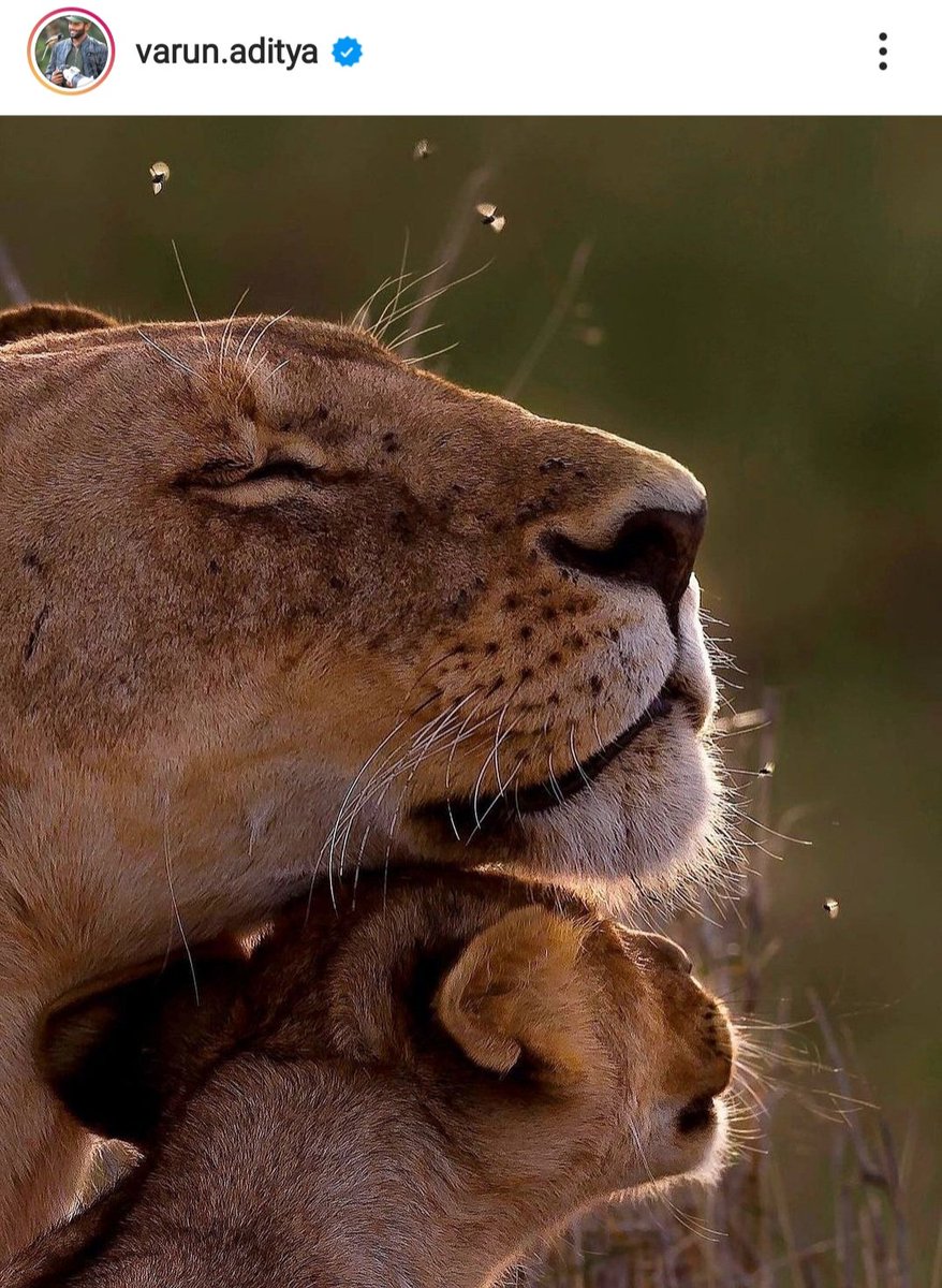 engtechwala's tweet photo. Mother's touch and love

#piccredit #varunaditya #varunadityaphotography #expandedexpeditions #nature #wild #wildlife #wildlifephotography #wildlifephotographer #mother #love #sonyalphain #instagram #motherslove #photooftheday #picoftheday #instagood #nofilter https://t.co/w4RYiFCcdw