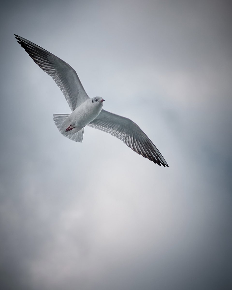 thomasbrenner's tweet photo. I love the shape of the wings
#bird #wings https://t.co/6ailChBrON