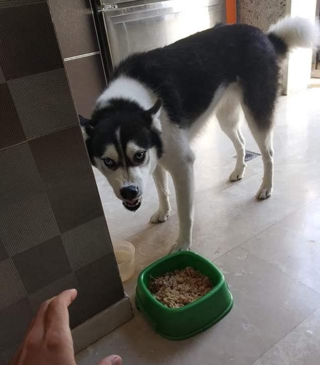 NewsDigitalesAr's tweet photo. Tenemos que hablar de la hipocresía canina https://t.co/ktukHZv9Mx