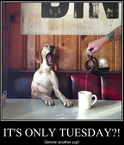 venicetheseries's tweet photo. Why am I so tired this morning?!  I will continue to pour coffee...

Happy Tuesday! https://t.co/pKkkXqxlVP