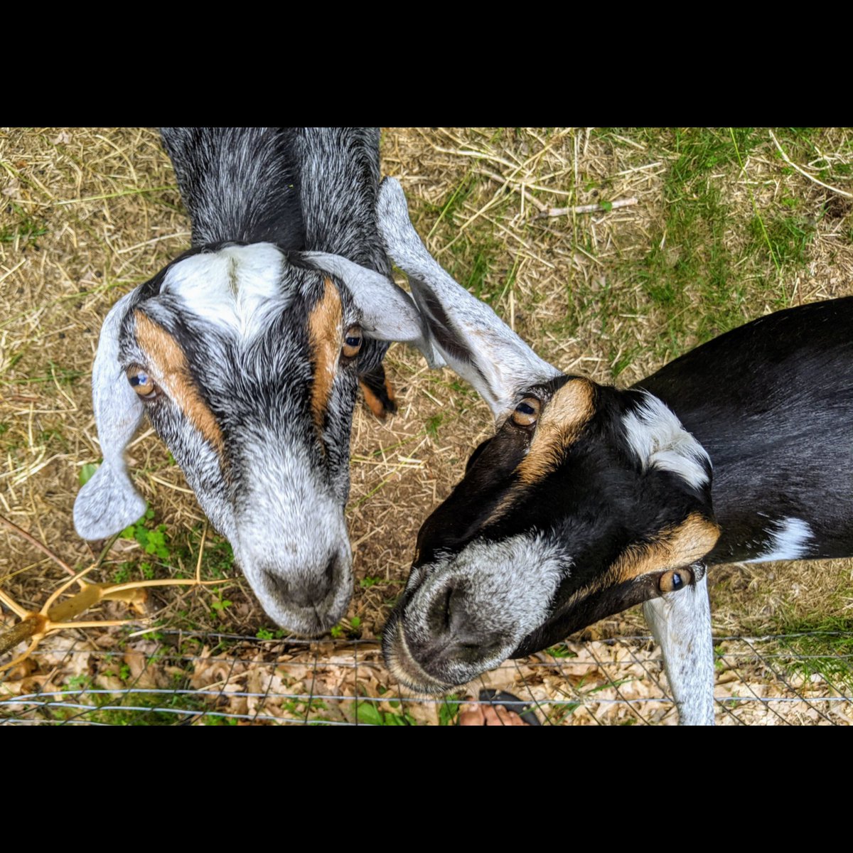 KTofflingPhoto's tweet photo. #goatsmakelifebetter  #nubiangoats #westernmass #farming https://t.co/uOE8KWiN0v