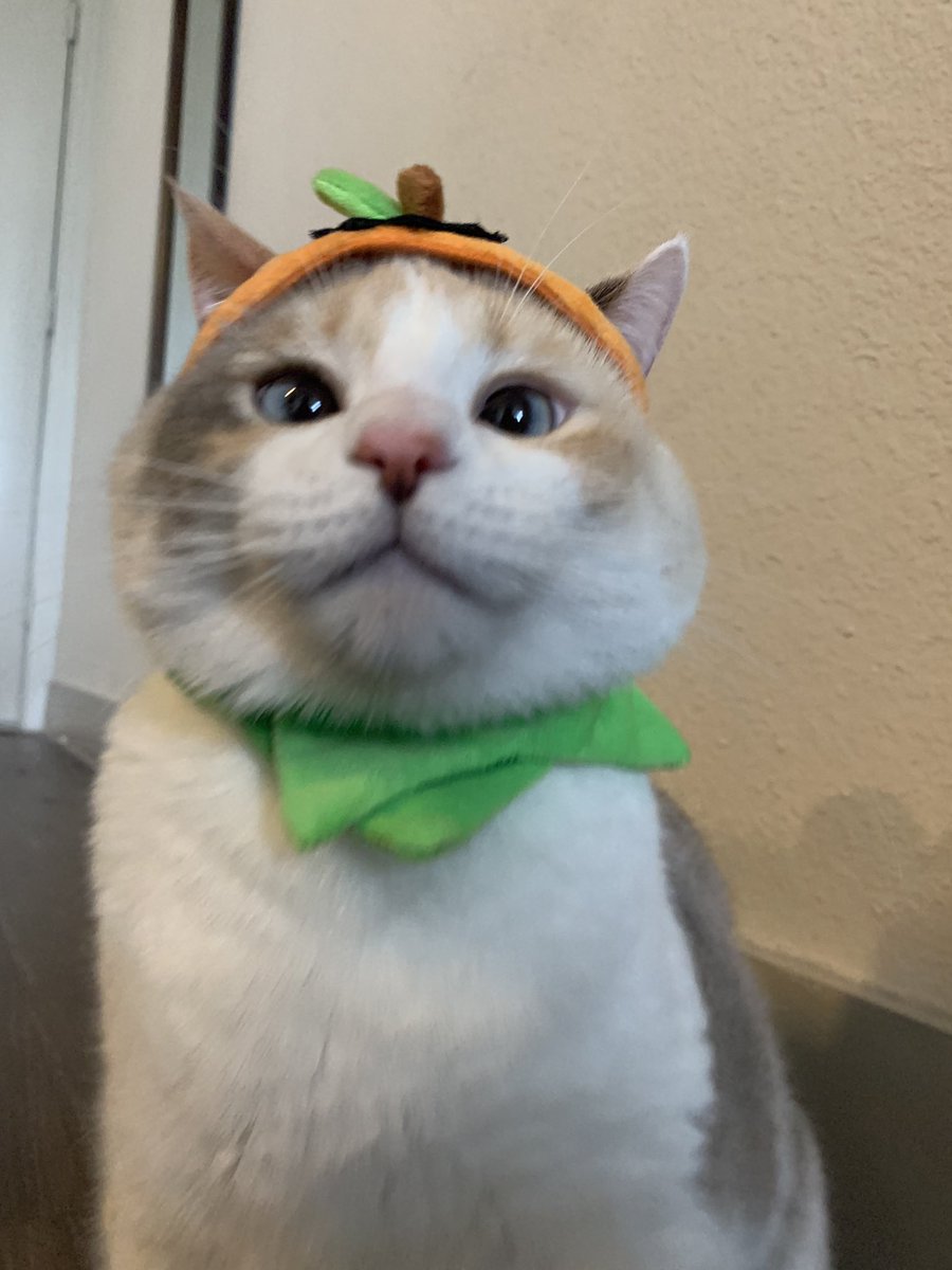 fatfatpankocat's tweet photo. Pompkin https://t.co/l95ETicEpX