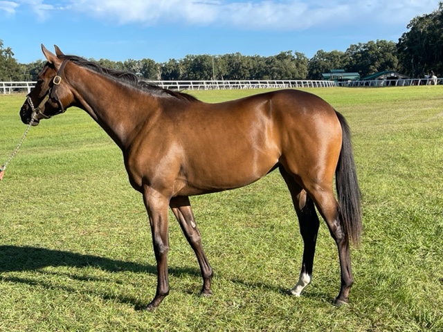 LBBStables's tweet photo. Dead. Sexy.
Our newest Yearling duo settling in just fine... #CentralBankerColt #AlwaysDreamingFilly https://t.co/2hGEtQQUJg