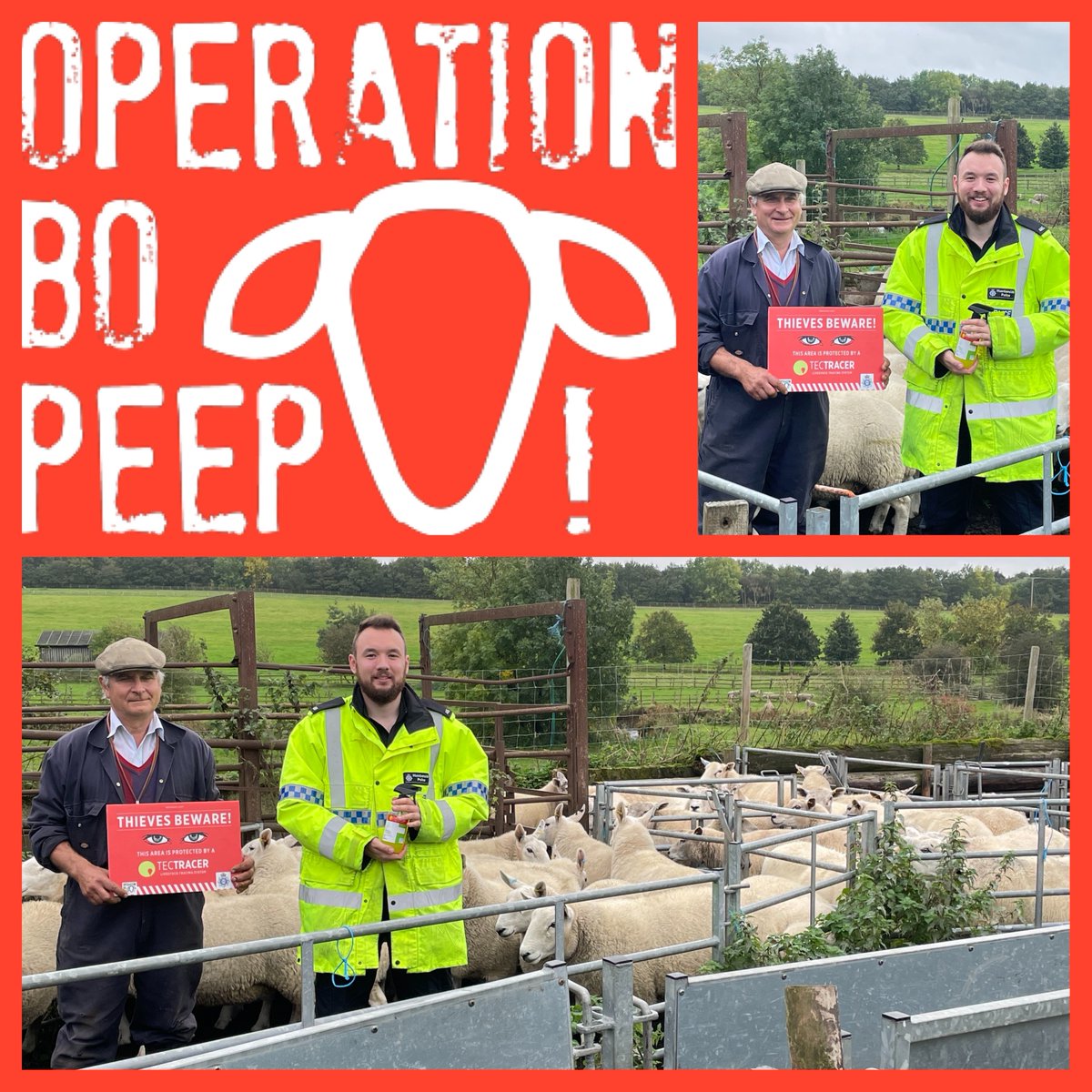 Humberbeat_NL's tweet photo. Today PC Grant Rural Crime Officer deployed TecTRACER forensic livestock marking system with Farmer Martyn ROBINSON who joins @OpBoPeep. 
Multiple marking events have been arranged this week as part of #RuralPolicing Week. The daily count of sheep marked sits at 58. 🐑 https://t.co/ttRsnmXIAJ