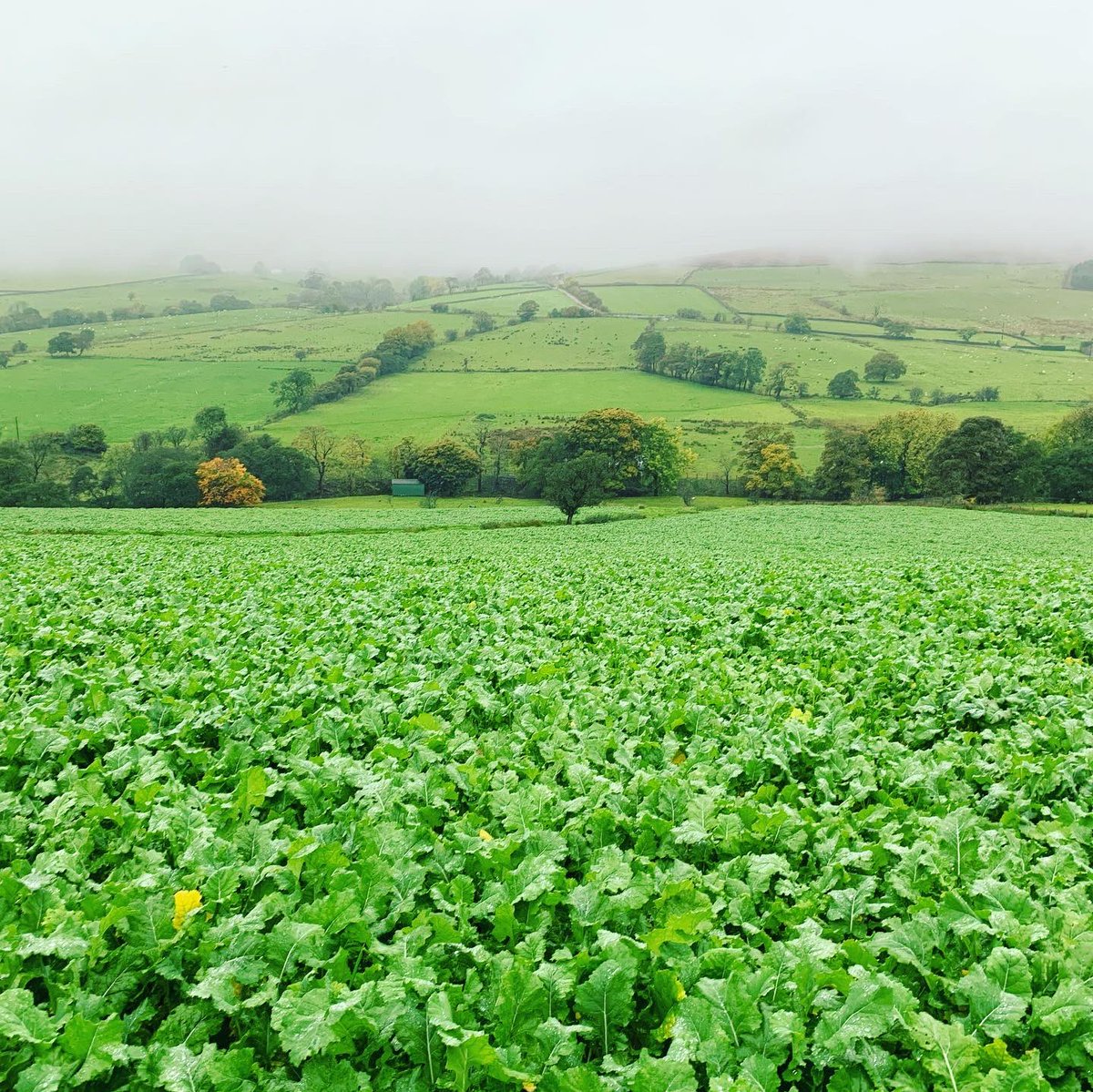 Agronomysilvers's tweet photo. Crop walking a cracking crop of Hybrid Kale under sown with ryegrass π₯¬ today @AgriiUK #slugwatch #mildandwet #cropwalking #agronomy #undersown https://t.co/Ybb5eZe87h