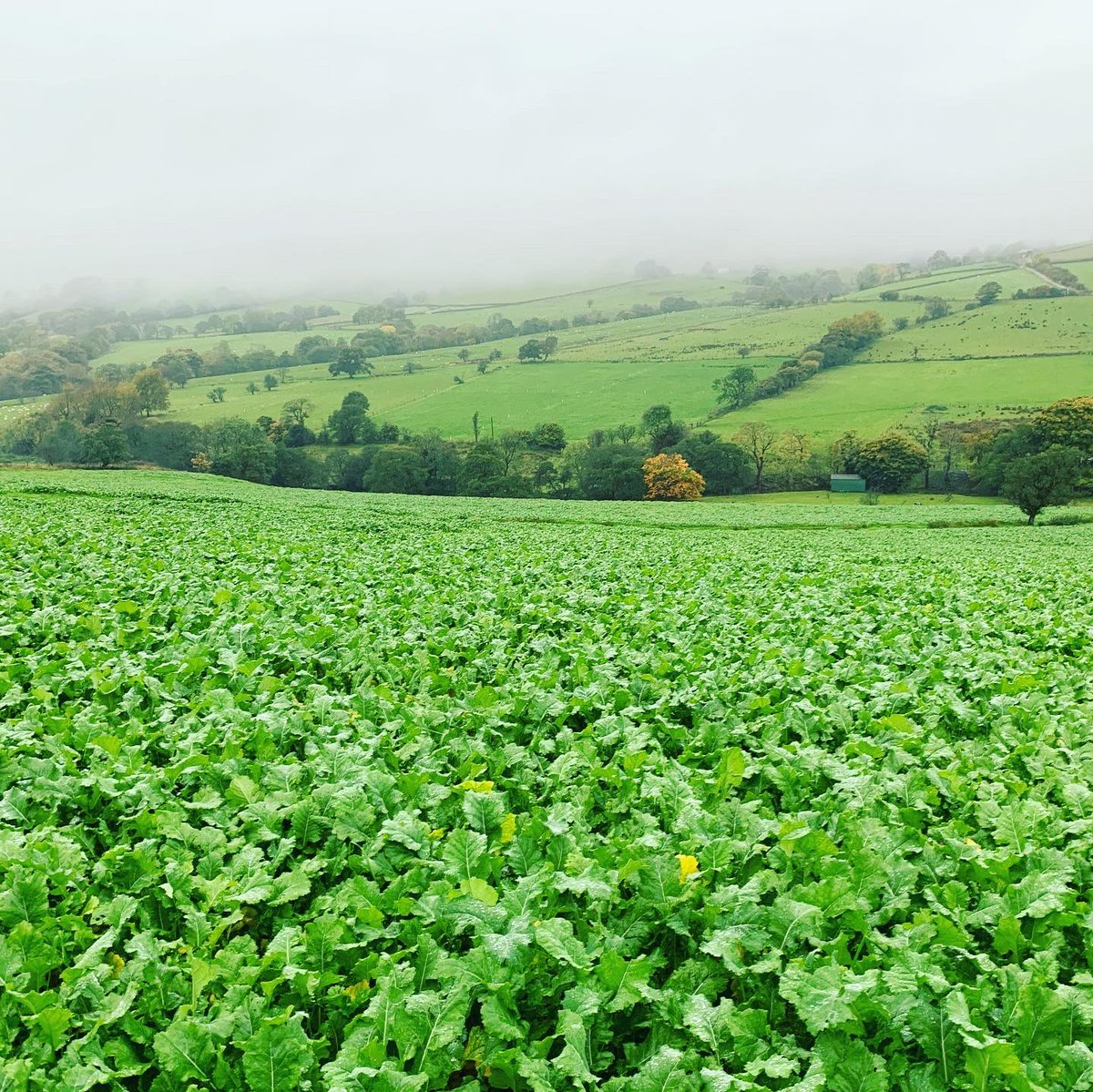 Agronomysilvers's tweet photo. Crop walking a cracking crop of Hybrid Kale under sown with ryegrass π₯¬ today @AgriiUK #slugwatch #mildandwet #cropwalking #agronomy #undersown https://t.co/Ybb5eZe87h