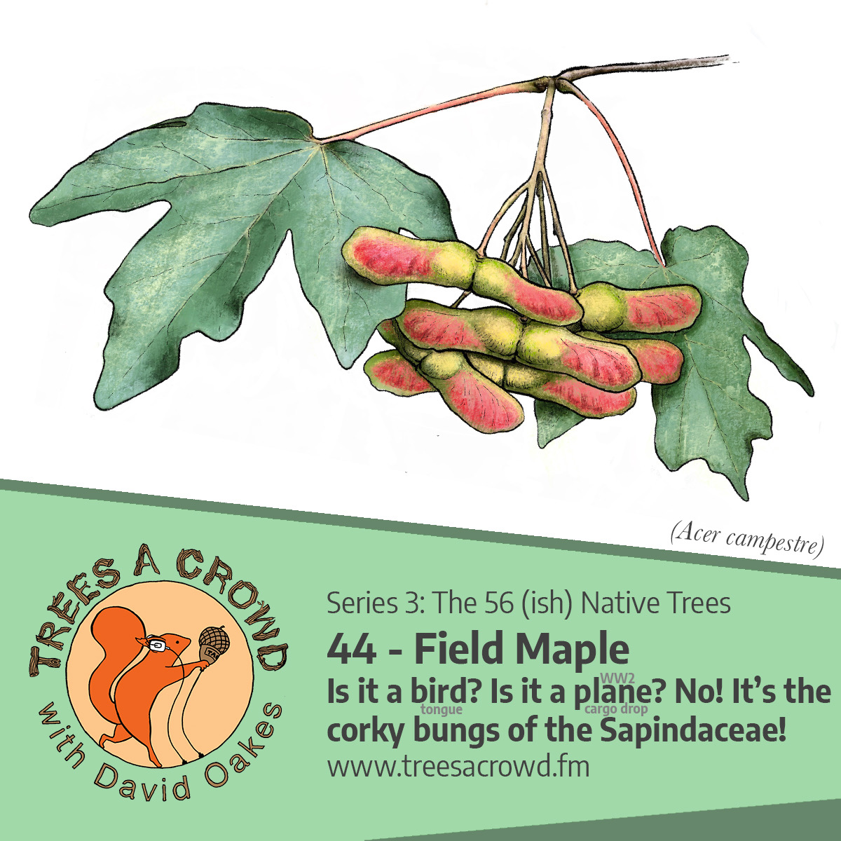 David_Oakes's tweet photo. In today’s #FieldMaple ep of @TreesACrowdpod I mention one of my fave non-natives, Aesculus hippocastanum - “The Horse Chestnut”!

But as I’m not exploring aliens, you can find some of my thoughts on our Conkertree in this old piece I wrote for @TheTimes:

https://t.co/TK6dyiLz0k https://t.co/KXcSUStywX