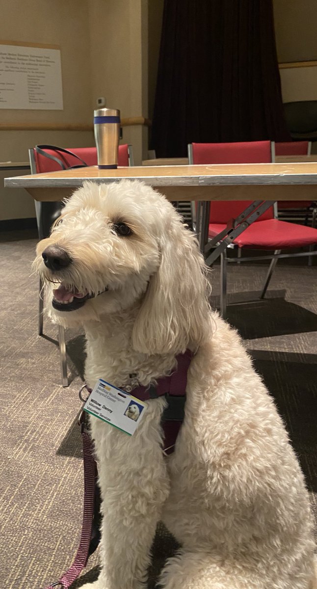 Kathryn Maselli (@kathrynmaselli) on Twitter photo While everyone loved <a href="/p_g_j_/">Patrick Jackson, MD</a>’s talk on pancreatitis, Willow was the real star of our weekly education <a href="/GUH_WHCSurgRes/">Georgetown-WHC General Surgery Residency</a>! #pettherapy While everyone loved <a href="/p_g_j_/">Patrick Jackson, MD</a>’s talk on pancreatitis, Willow was the real star of our weekly education <a href="/GUH_WHCSurgRes/">Georgetown-WHC General Surgery Residency</a>! #pettherapy