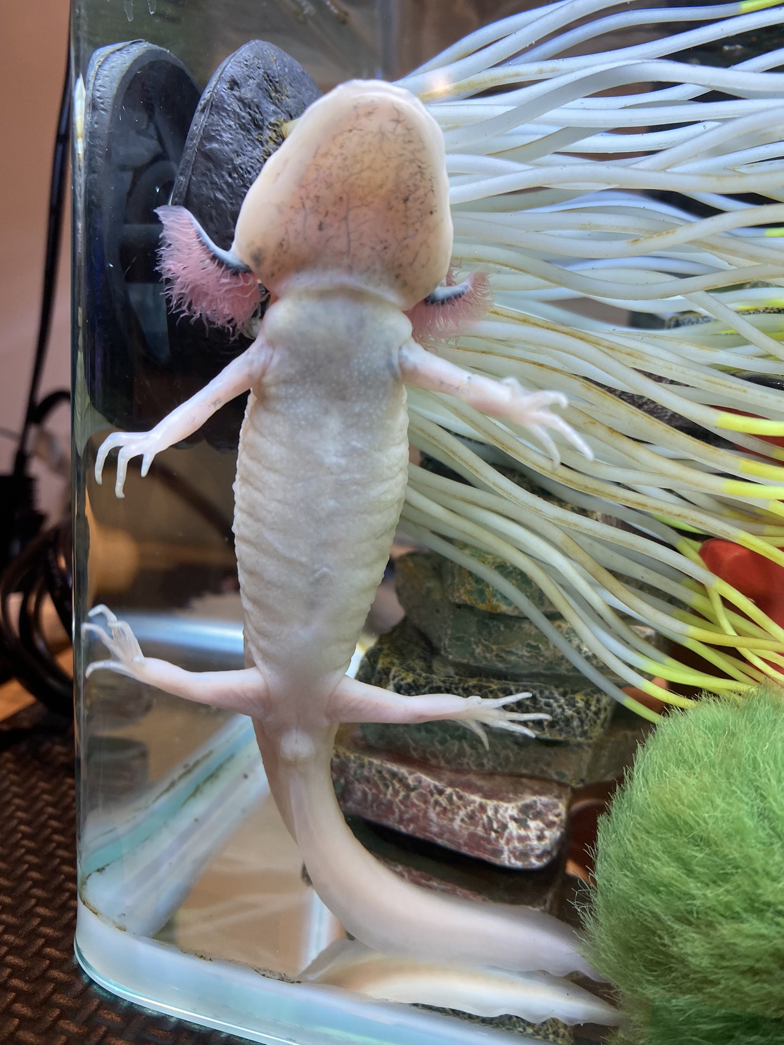 ピーくん 皆さん こんばんは ピーくんって呼んでいるけれど 男の子ですよね この水槽の縦の長さは約 25センチくらいだったと思います 顔つきも男の子っぽいけど どうだろう 最近よくこうして上を見るんだよね ウーパールーパー