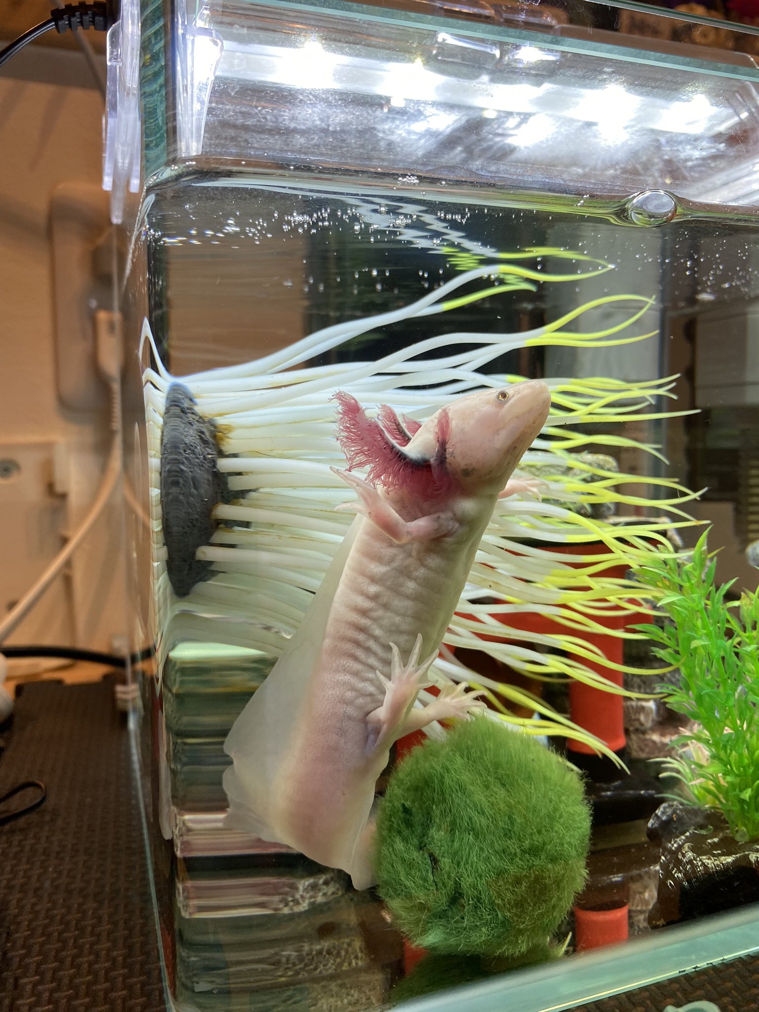 ピーくん 皆さん こんばんは ピーくんって呼んでいるけれど 男の子ですよね この水槽の縦の長さは約 25センチくらいだったと思います 顔つきも男の子っぽいけど どうだろう 最近よくこうして上を見るんだよね ウーパールーパー