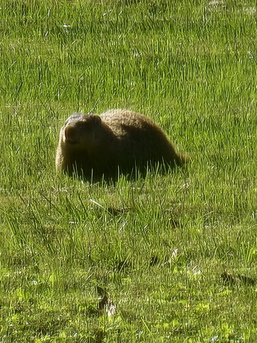 RikaG27's tweet photo. I took a picture of this groundhog but it just looks like a Gen Z meme. https://t.co/8eZwayH5PR