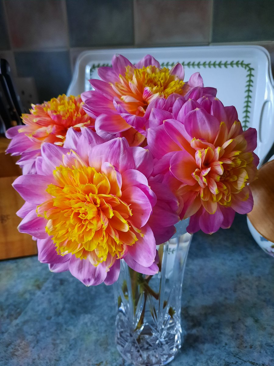 sianrobinson101's tweet photo. Cut 6 Anemone Dahlias 💗💛 from my garden today 💚 https://t.co/XmcZShD8UP