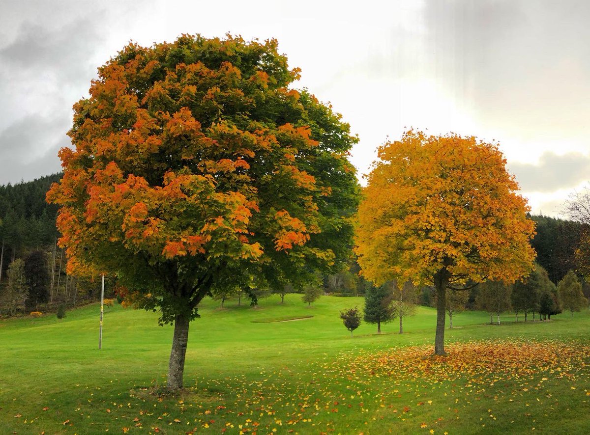 AigasGolfCourse's tweet photo. A bit of a soggy day but look at those colours on the course 🍁🍂⛳️ https://t.co/hzXDVuMpHn