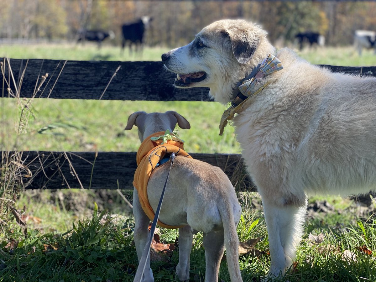 JDMorgan's tweet photo. Satos unite. Bandit showing Irwin our cows. First time I’ve heard him bark in two days! Very exciting stuff. ⁦@TheSatoProject⁩ https://t.co/lOvRFO7w77