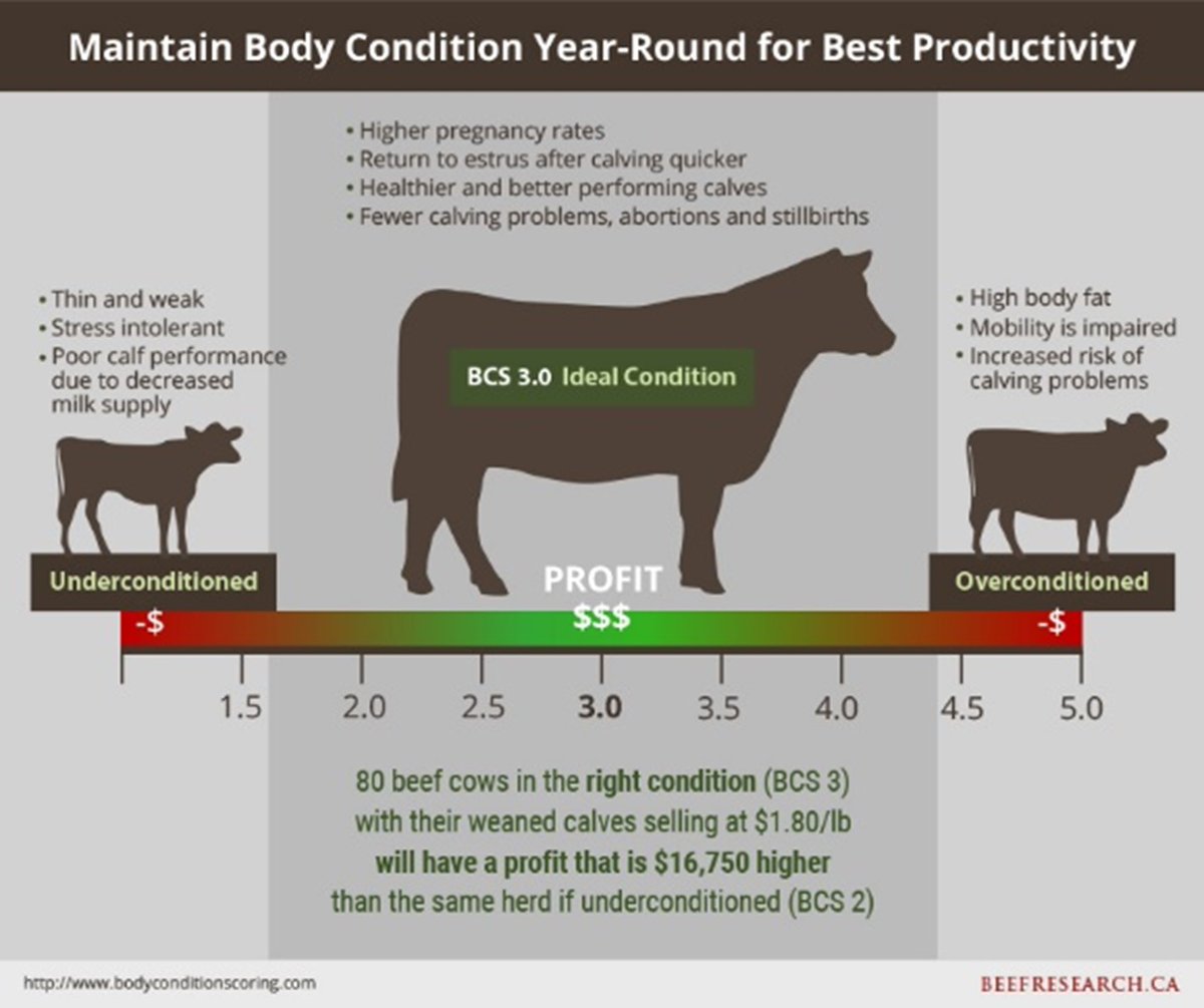 Hands on body condition scoring (BCS) is a simple and accurate method to assess the condition and productivity of your herd! Optimum condition = maximum production. 
https://t.co/UbIljfEvTO https://t.co/o5e3SOpEJn